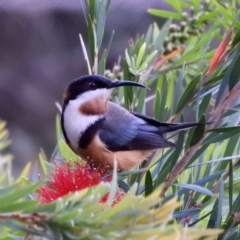 Acanthorhynchus tenuirostris (Eastern Spinebill) at Brogo, NSW - 2 Nov 2018 by libbygleeson