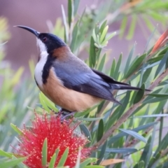 Acanthorhynchus tenuirostris at Brogo, NSW - 2 Nov 2018