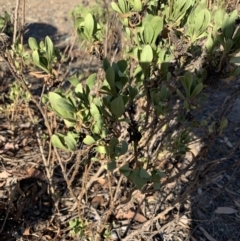 Dimorphotheca ecklonis (African Daisy) at Gundaroo, NSW - 3 Mar 2019 by Ash