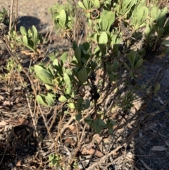 Dimorphotheca ecklonis (South African Daisy) at Gundaroo, NSW - 3 Mar 2019 by Ash