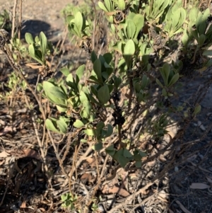 Dimorphotheca ecklonis at Gundaroo, NSW - 3 Mar 2019 05:15 PM