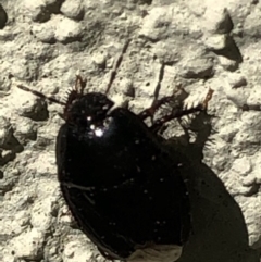 Cydnidae sp. (family) (Burrower bug) at Monash, ACT - 2 Mar 2019 by jackQ