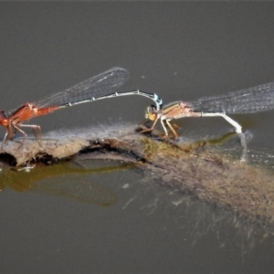 Xanthagrion erythroneurum at Macgregor, ACT - 3 Mar 2019