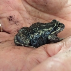 Limnodynastes dumerilii (Eastern Banjo Frog) at Pambula Preschool - 22 Feb 2019 by libbygleeson