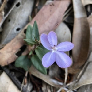 Pseuderanthemum variabile at Nelson Beach - 2 Mar 2019