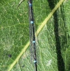 Austroagrion watsoni (Eastern Billabongfly) at Bermagui, NSW - 3 Mar 2019 by LokiLambert