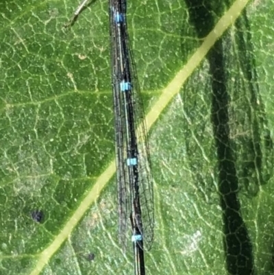 Austroagrion watsoni (Eastern Billabongfly) at Bermagui, NSW - 3 Mar 2019 by Loki Lambert