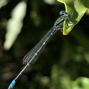 Austroagrion watsoni at Bermagui, NSW - 3 Mar 2019 05:37 PM