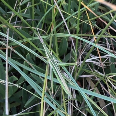 Acrida conica (Giant green slantface) at Bermagui, NSW - 3 Mar 2019 by Loki Lambert