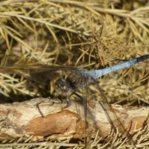 Orthetrum caledonicum at Bermagui, NSW - 3 Mar 2019 04:51 PM