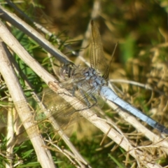 Orthetrum caledonicum at Bermagui, NSW - 3 Mar 2019