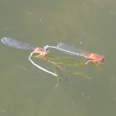 Xanthagrion erythroneurum (Red & Blue Damsel) at Gungahlin, ACT - 3 Mar 2019 by Laserchemisty