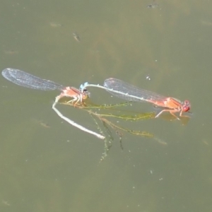 Xanthagrion erythroneurum at Gungahlin, ACT - 3 Mar 2019