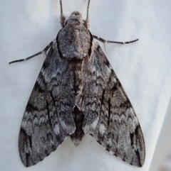 Psilogramma casuarinae (Privet Hawk Moth) at Spence, ACT - 3 Mar 2019 by Laserchemisty