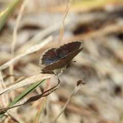 Zizina otis (Common Grass-Blue) at Theodore, ACT - 3 Mar 2019 by RodDeb