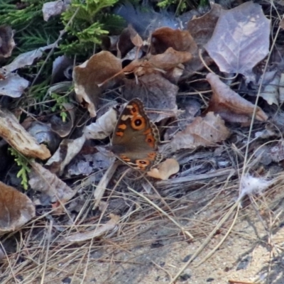 Junonia villida (Meadow Argus) at Theodore, ACT - 3 Mar 2019 by RodDeb