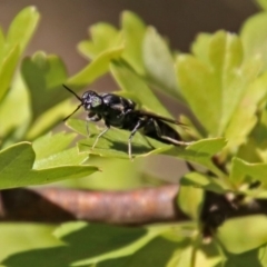 Hermetia illucens (American Soldier Fly) at Tuggeranong Hill - 3 Mar 2019 by RodDeb