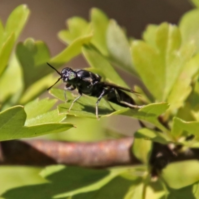 Hermetia illucens (American Soldier Fly) at Tuggeranong Hill - 3 Mar 2019 by RodDeb