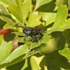 Hermetia illucens at Theodore, ACT - 3 Mar 2019 12:48 PM