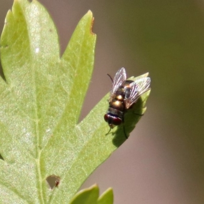 Calliphoridae (family) (Unidentified blowfly) at Tuggeranong Hill - 3 Mar 2019 by RodDeb