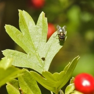 Calliphoridae (family) at Theodore, ACT - 3 Mar 2019