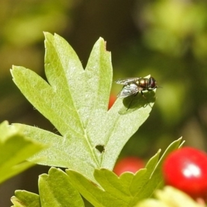 Calliphoridae (family) at Theodore, ACT - 3 Mar 2019