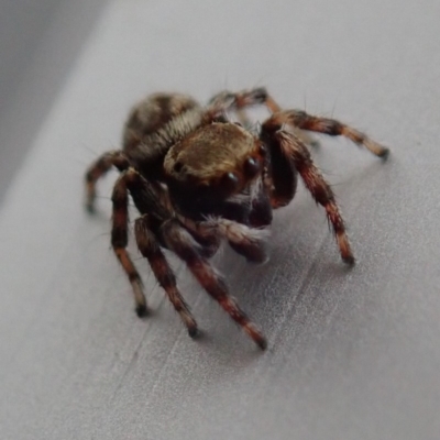 Opisthoncus sp. (genus) (Unidentified Opisthoncus jumping spider) at Spence, ACT - 2 Mar 2019 by Laserchemisty