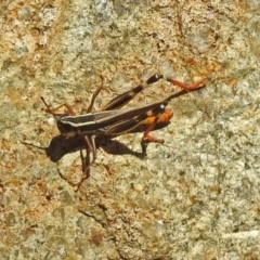 Macrotona australis (Common Macrotona Grasshopper) at Theodore, ACT - 3 Mar 2019 by RodDeb