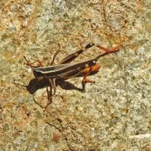 Macrotona australis at Theodore, ACT - 3 Mar 2019 12:34 PM