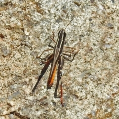 Macrotona australis at Theodore, ACT - 3 Mar 2019 12:34 PM