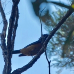 Monarcha melanopsis (Black-faced Monarch) at Bermagui, NSW - 4 Mar 2019 by JackieLambert