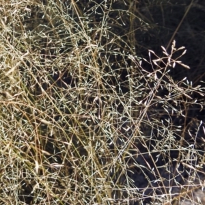 Eragrostis curvula at Theodore, ACT - 3 Mar 2019