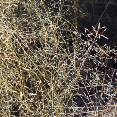 Eragrostis curvula (African Lovegrass) at Theodore, ACT - 3 Mar 2019 by RodDeb