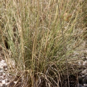 Eragrostis curvula at Theodore, ACT - 3 Mar 2019