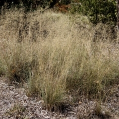 Eragrostis curvula at Theodore, ACT - 3 Mar 2019 01:10 PM