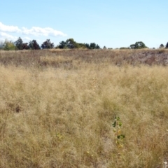 Eragrostis curvula at Theodore, ACT - 3 Mar 2019 01:10 PM