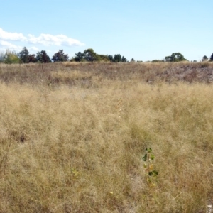 Eragrostis curvula at Theodore, ACT - 3 Mar 2019