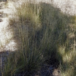 Eragrostis curvula at Theodore, ACT - 3 Mar 2019 01:10 PM