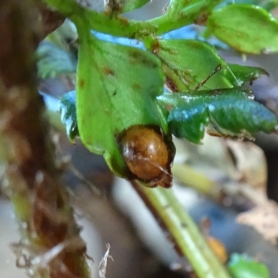 Unidentified Psyllid, lerp, aphid or whitefly (Hemiptera, several families) at Reid, ACT - 24 Feb 2019 by JanetRussell