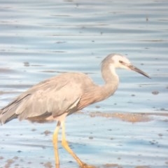 Egretta novaehollandiae (White-faced Heron) at Bermagui, NSW - 3 Mar 2019 by Loki Lambert