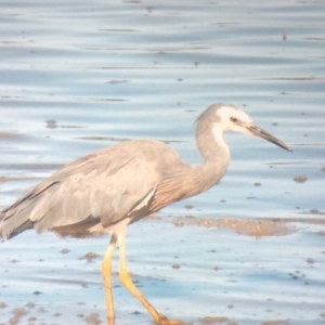 Egretta novaehollandiae at Bermagui, NSW - 3 Mar 2019 08:05 PM