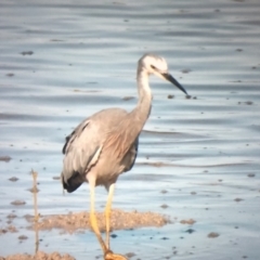 Egretta novaehollandiae at Bermagui, NSW - 3 Mar 2019