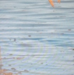 Egretta novaehollandiae at Bermagui, NSW - 3 Mar 2019 08:05 PM