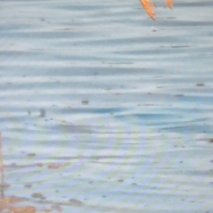 Egretta novaehollandiae at Bermagui, NSW - 3 Mar 2019 08:05 PM