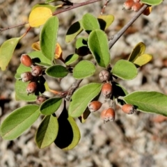 Cotoneaster pannosus (Cotoneaster) at Tuggeranong Hill - 3 Mar 2019 by RodDeb