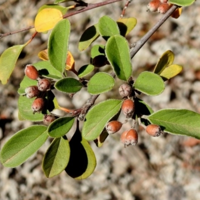 Cotoneaster pannosus (Cotoneaster) at Theodore, ACT - 3 Mar 2019 by RodDeb