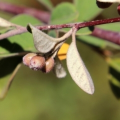 Cotoneaster pannosus at Theodore, ACT - 3 Mar 2019