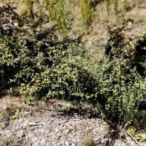 Cotoneaster pannosus at Theodore, ACT - 3 Mar 2019