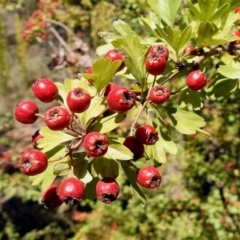 Crataegus monogyna (Hawthorn) at Theodore, ACT - 3 Mar 2019 by RodDeb