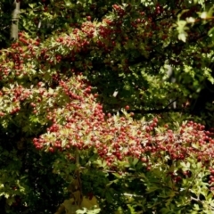 Crataegus monogyna at Theodore, ACT - 3 Mar 2019 12:56 PM